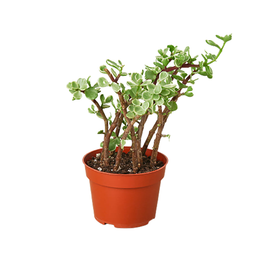 4-SUCC-PORTULACARIA-ELEPHANT.BUSH-2 4 in. Succulent Portulacaria Rainbow Bush ReVased 1 Pot Plant, Pack of 2
