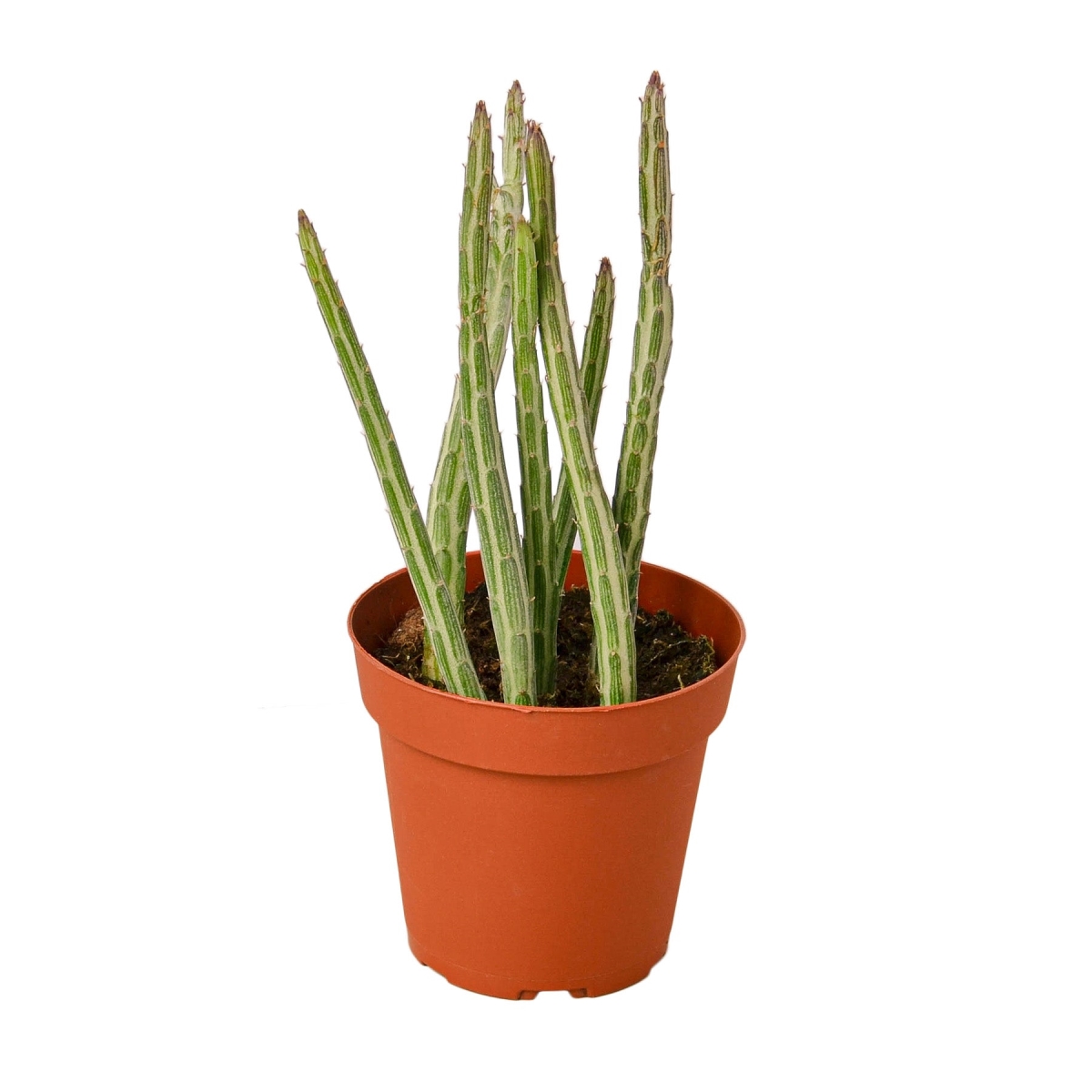 4-SUCC-SENECIO-PICKLE.PLANT 4 in. Pot Senecio Stapeliiformis Pickle Plant