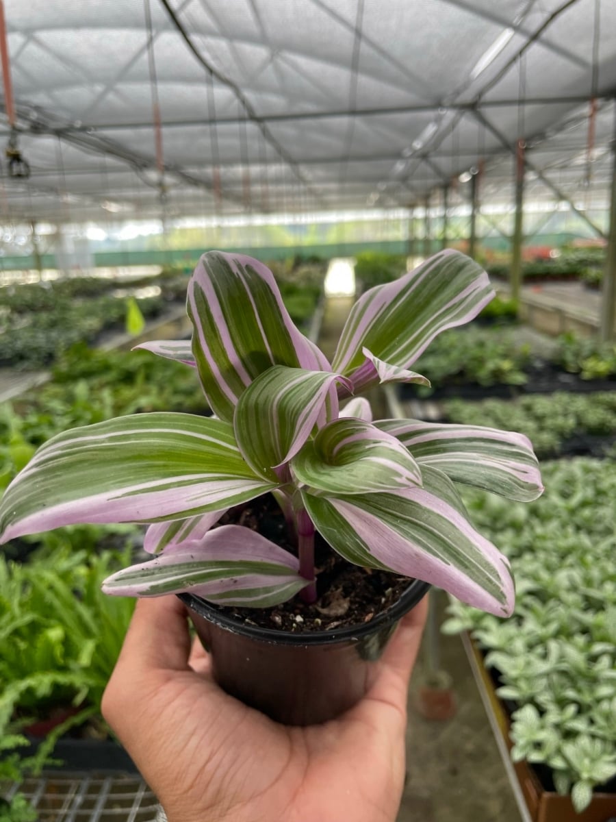 4-TRADESCANTIA-NANOUK 4 in. Pot Tradescantia Nanouk Plant