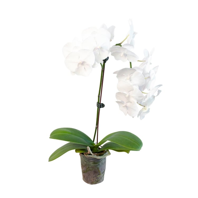 5-PHALAENOPSIS-WHITE 5 in. Pot Orchid White Phalaenopsis Plant