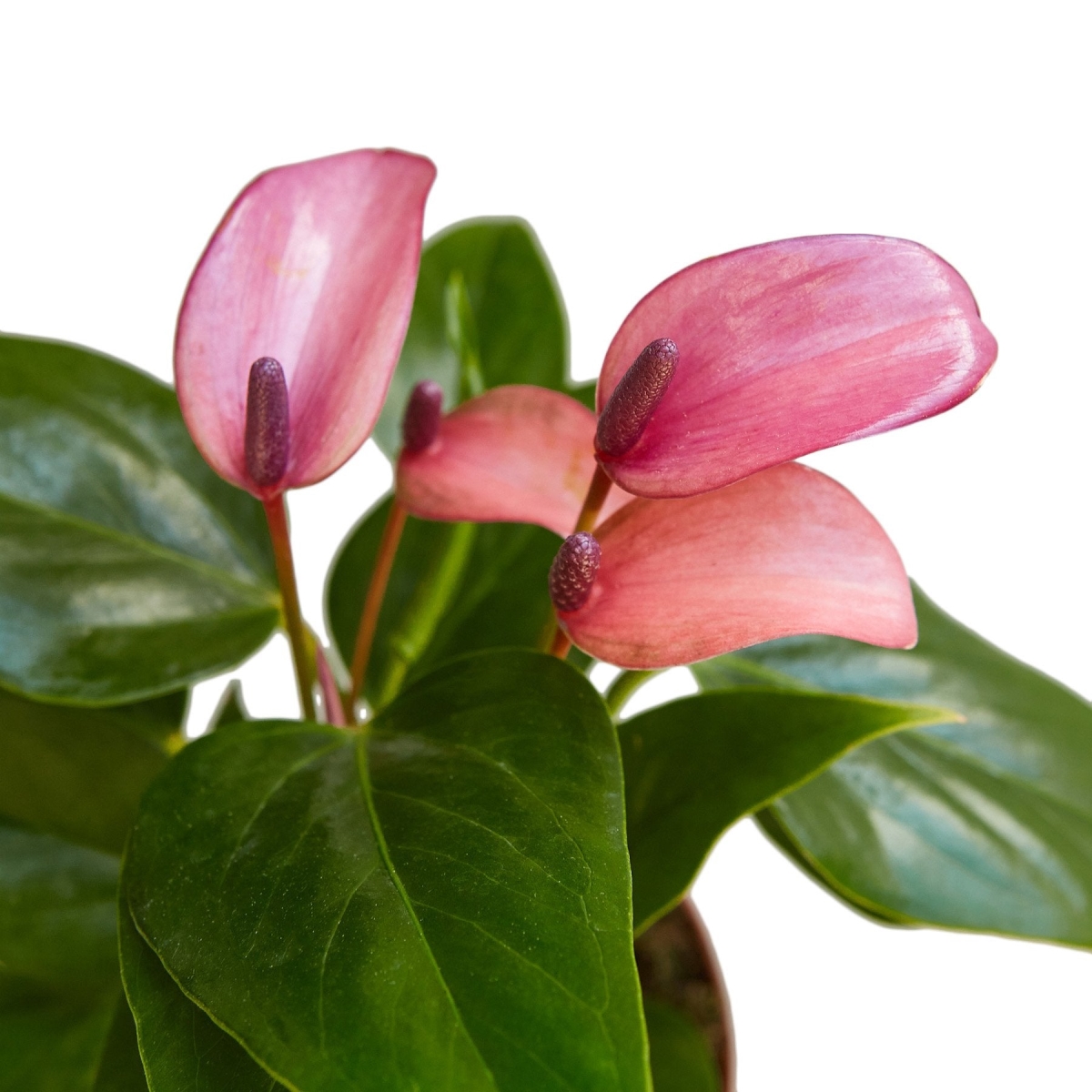 6-ANTHURIUM-PURPLE 6 in. Pot Anthurium Purple Plant