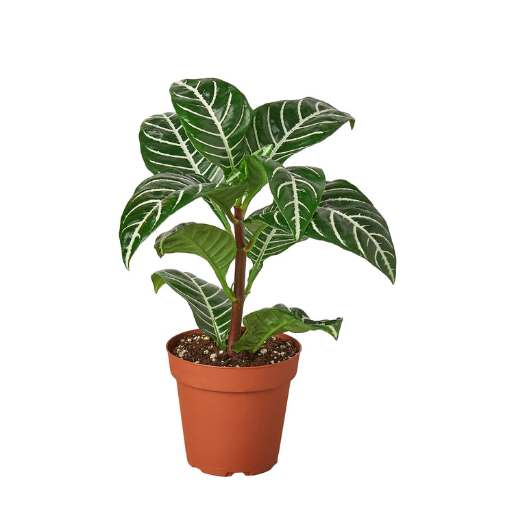 6-APHELANDRA-ZEBRA 6 in. Pot Zebra Aphelandra Plant