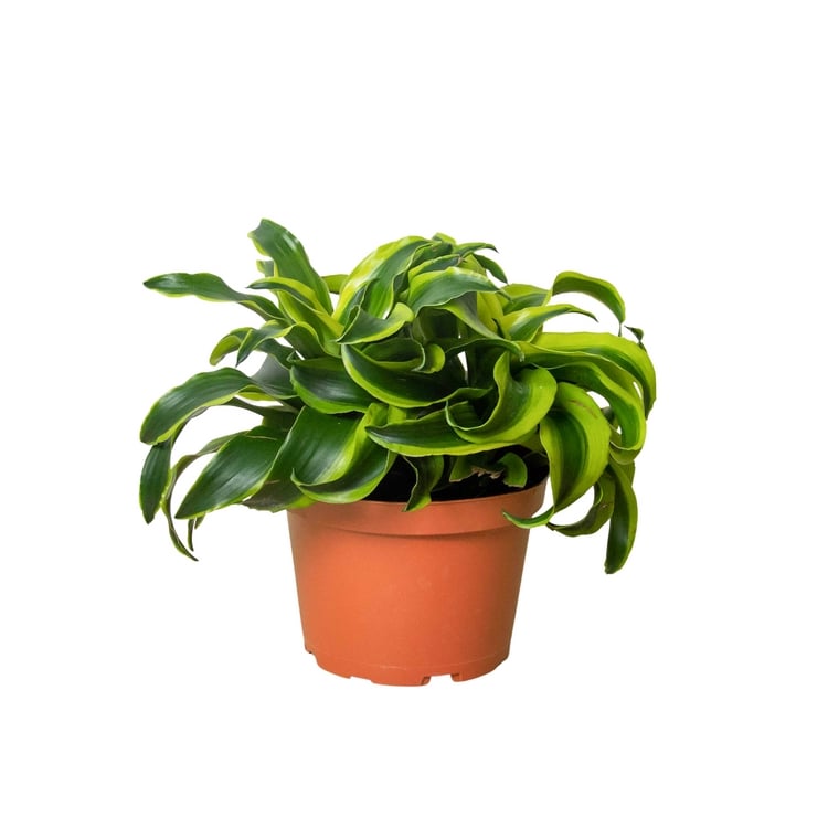 6-DRACAENA-TORNADO 6 in. Pot Dracaena Tornado Plant