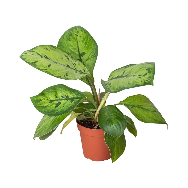 6-HOMALOMENA-SELBY 6 in. Pot Homalomena Selby Plant