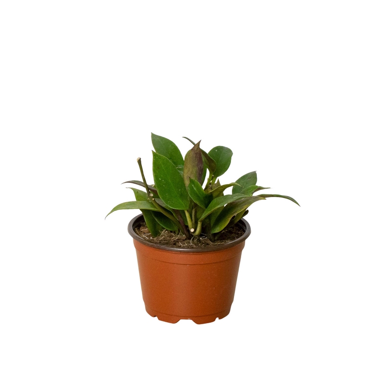 6-HOYA-SUNRISE 6 in. Pot Hoya Sunrise Plant