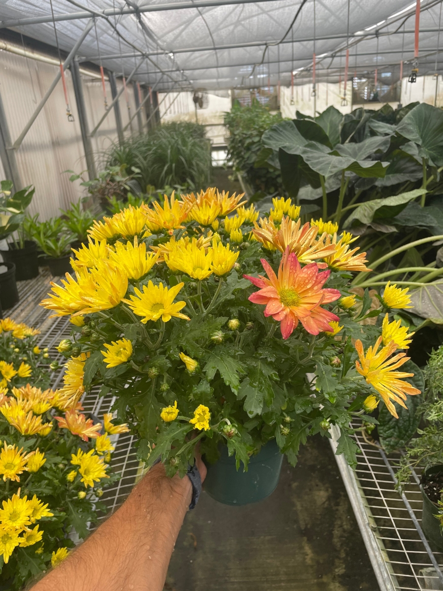 6-MUM-ORANGE 6 in. Mums Chrysanthemum Orange Plant