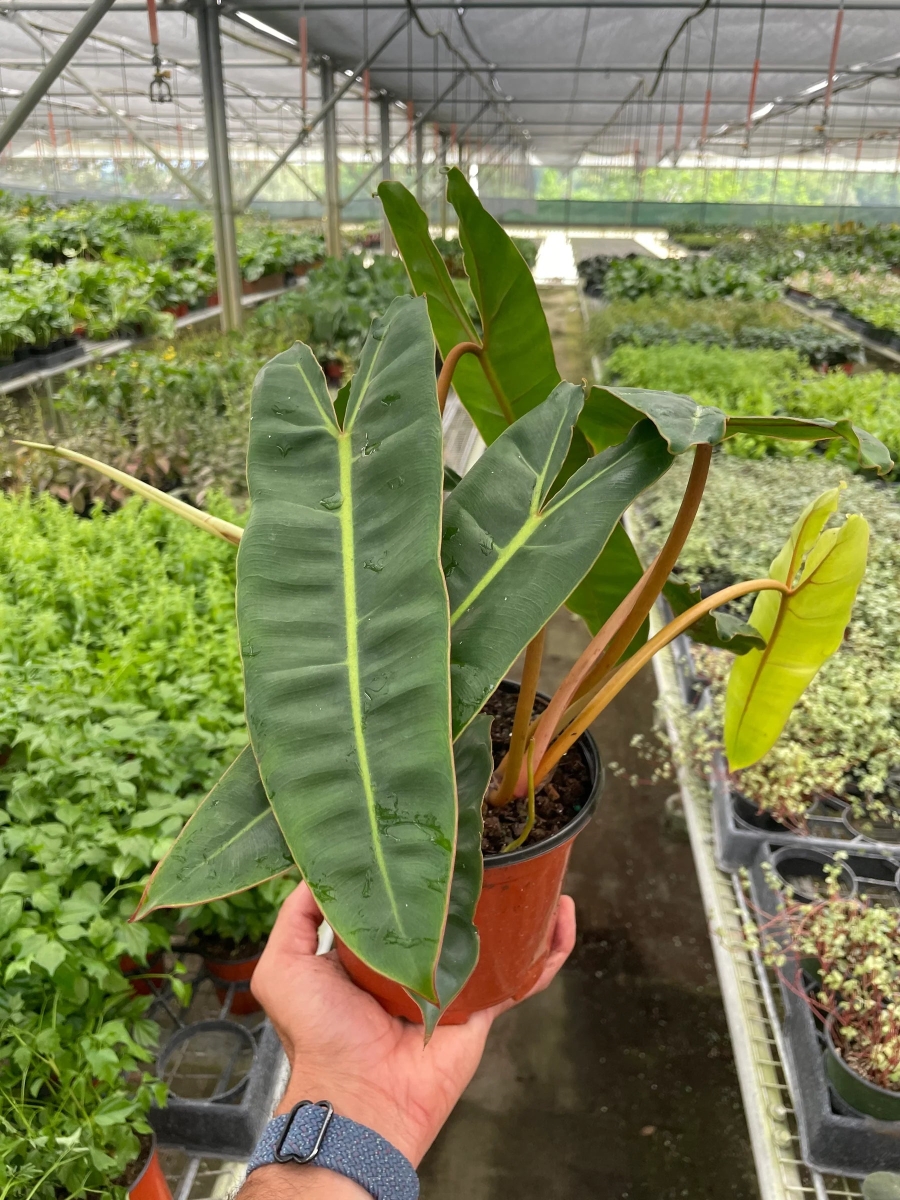 6-PHILODENDRON-BILLIETIAE 6 in. Pot Philodendron Billietiae Plant