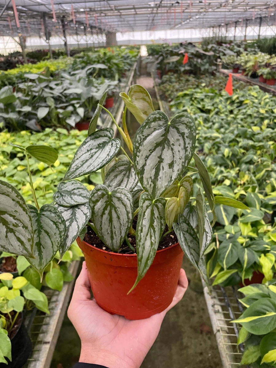 6-PHILODENDRON-BRANDI Silver Leaf Philodendron - Green/Silver - 6 in. Pot - Easy Care