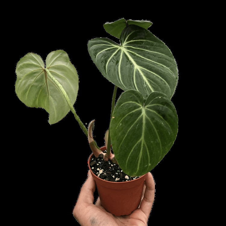 6-PHILODENDRON-GLORIOSUM 6 in. Pot Philodendron Gloriosum Plant