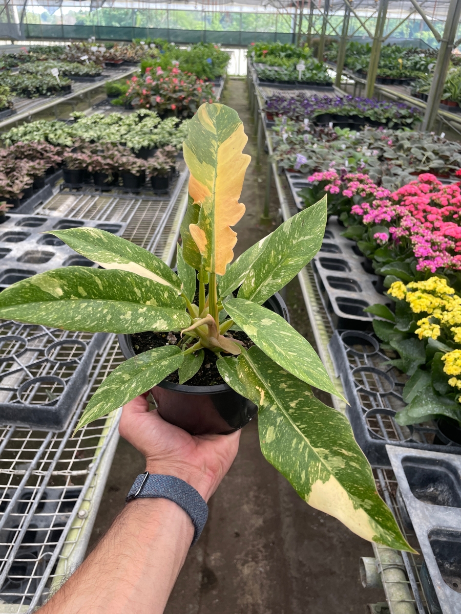 6-PHILODENDRON-RING.OF.FIRE.VAR 6 in. Pot Philodendron Ring of Fire Variegated Plant
