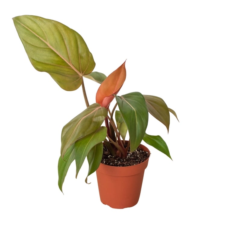 6-PHILODENDRON-SUMMER.GLORY 6 in. Pot Philodendron Summer Glory Plant