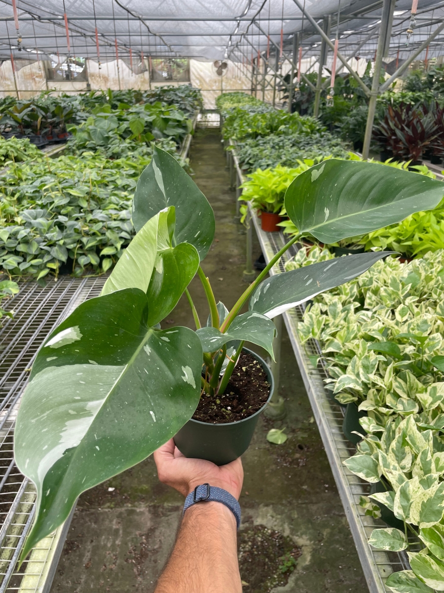 6-PHILODENDRON-WHITE.PRINCESS 6 in. Pot Philodendron White Princess Plant
