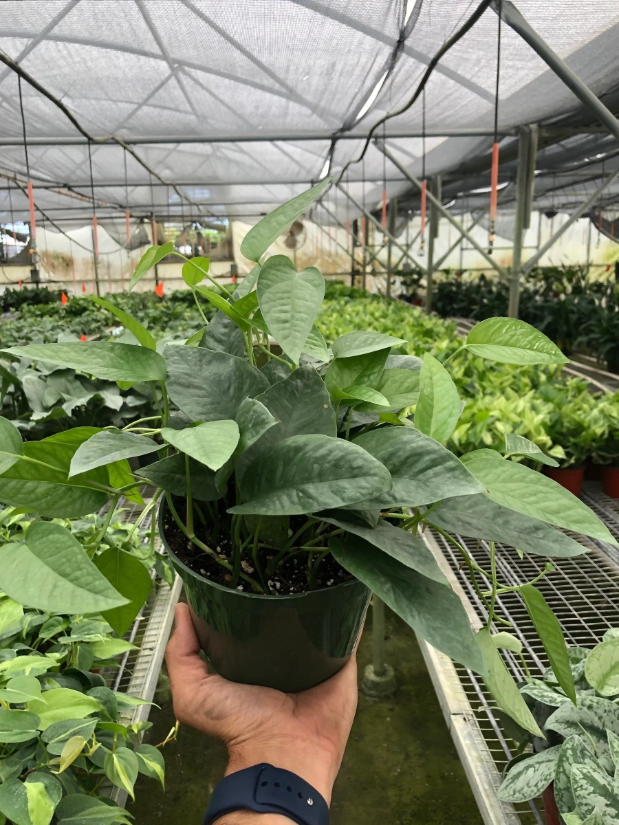 6-POTHOS-CEBU.BLUE 6 in. Pot Pothos Cebu Blue Plant