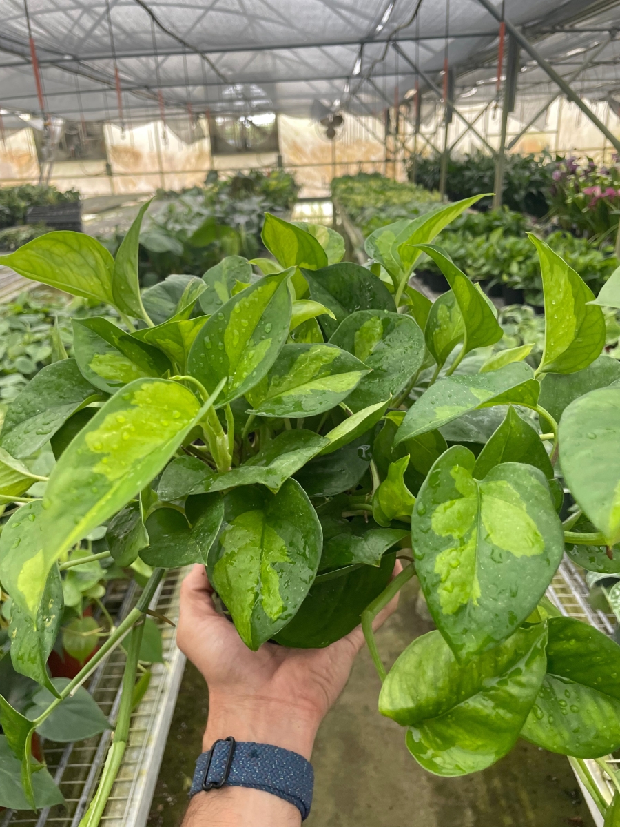 6-POTHOS-GLOBAL.GREEN 6 in. Pot Pothos Global Green Plant
