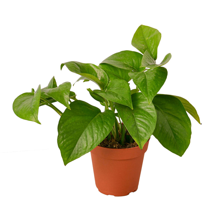 6-POTHOS-GREEN 6 in. Pot Pothos Green Queen Plant