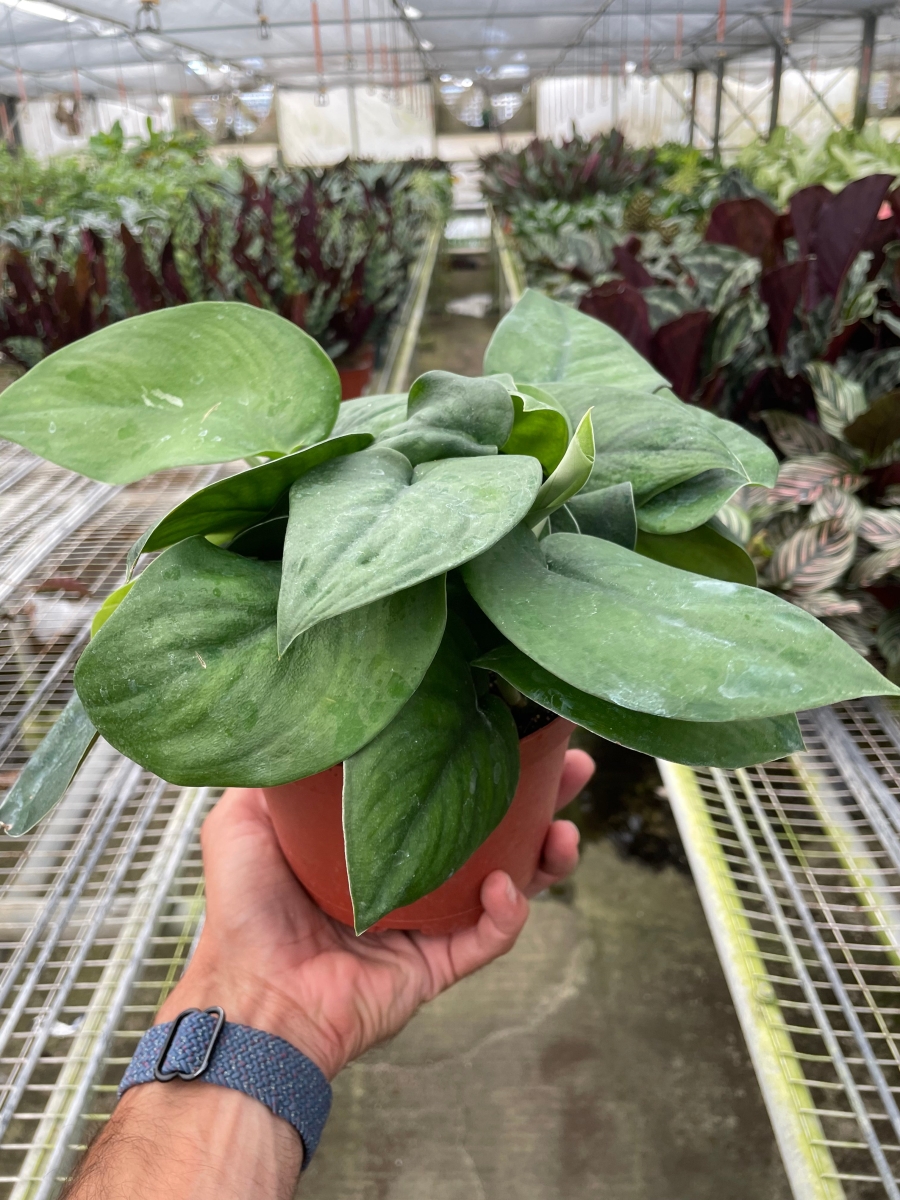 6-POTHOS-JADE.SATIN 6 in. Pot Pothos Jade Satin Plant