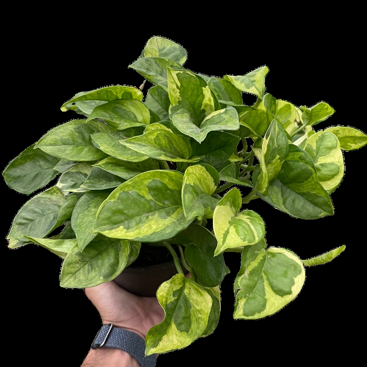 6-POTHOS-LEMON.MERINGUE 6 in. Pot Pothos Lemon Meringue Plant