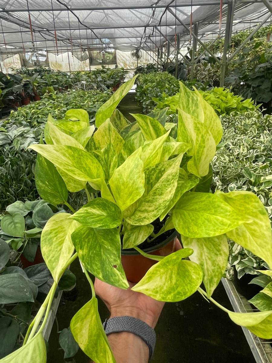 6-POTHOS-NEON.QUEEN Pothos Neon Plant