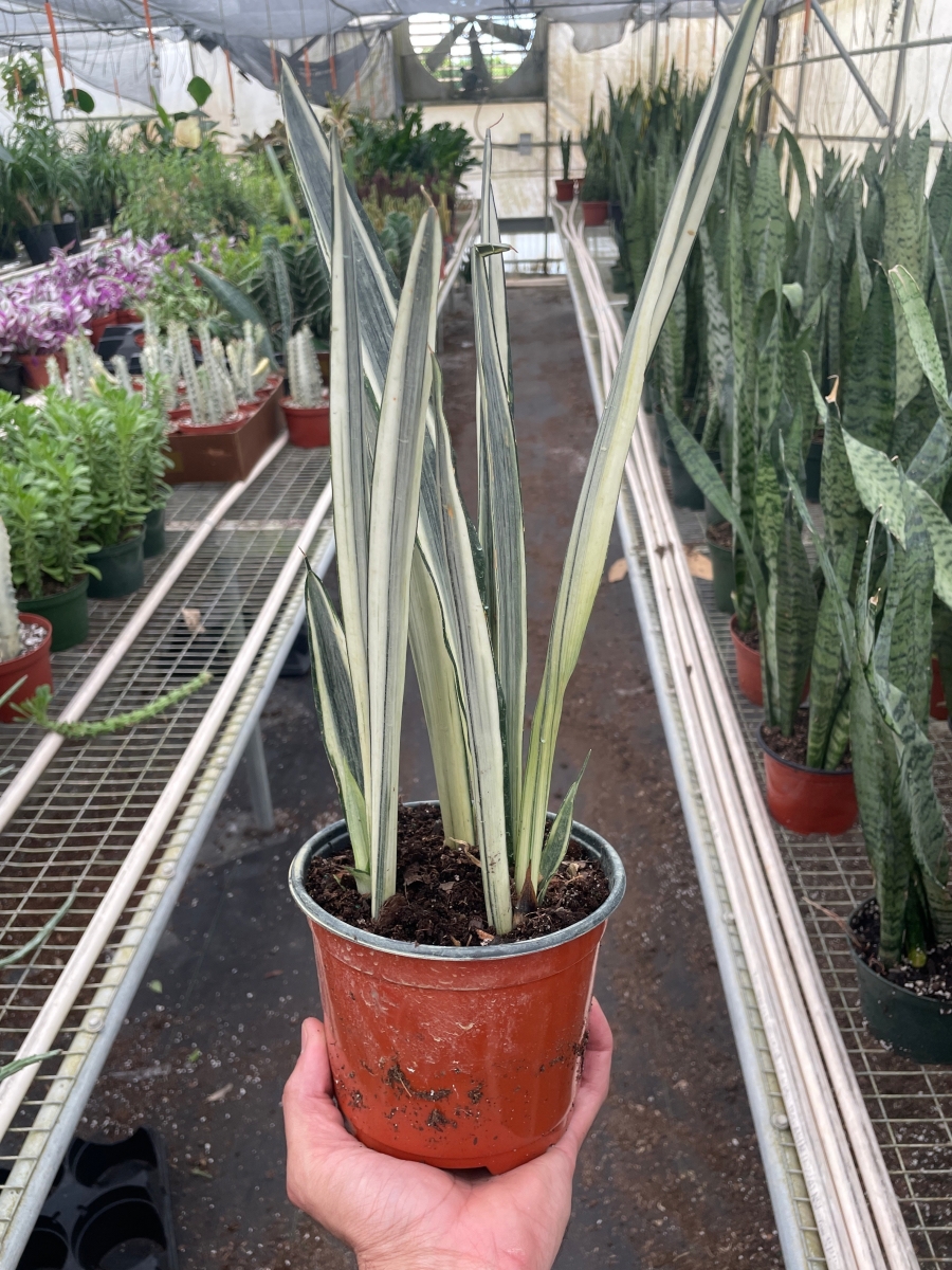 6-SNAKE-BANTEL.SENSATION 6 in. Pot Snake Bantel Is Sensation Plant
