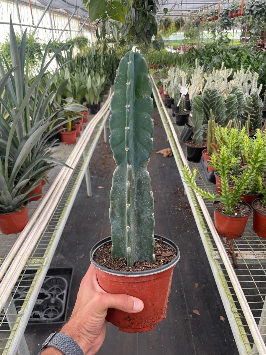 6-SUCC-CEREUS-CUDDLY.CACTUS 6 in. Pot Succulent Cereus Cuddly Cactus Plant