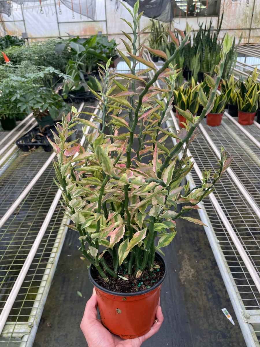 6-SUCC-EUPHORBIA-DEVILS.BACKBONE.VAR 6 in. Pot Variegated Devil Is Backbone Euphorbia Plant