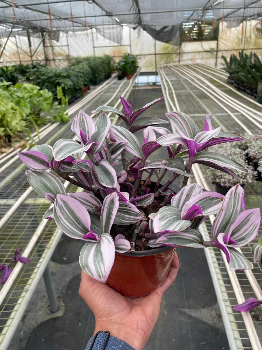 6-TRADESCANTIA-NANOUK 6 in. Pot Tradescantia Nanouk Plant