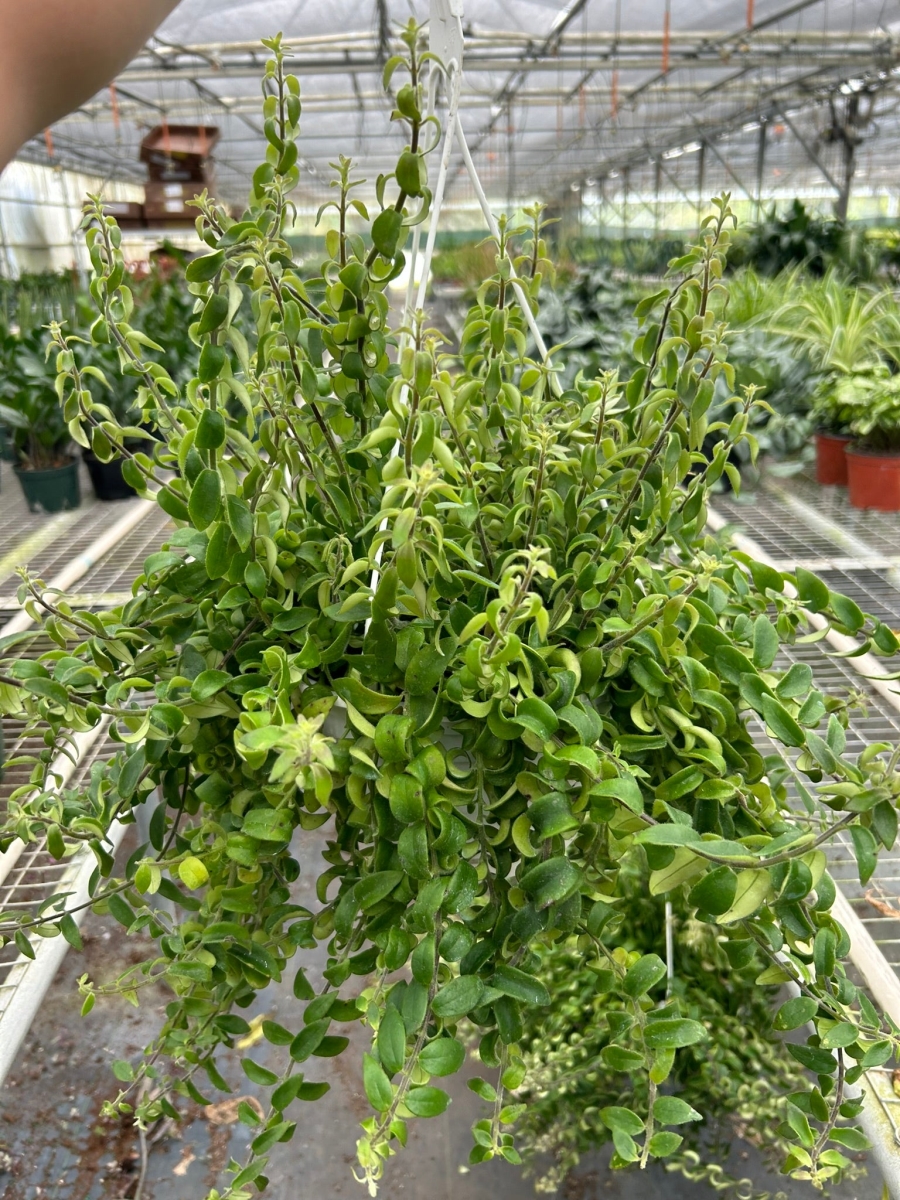 8-LIPSTICK-CURLY Curly Lipstick Plant