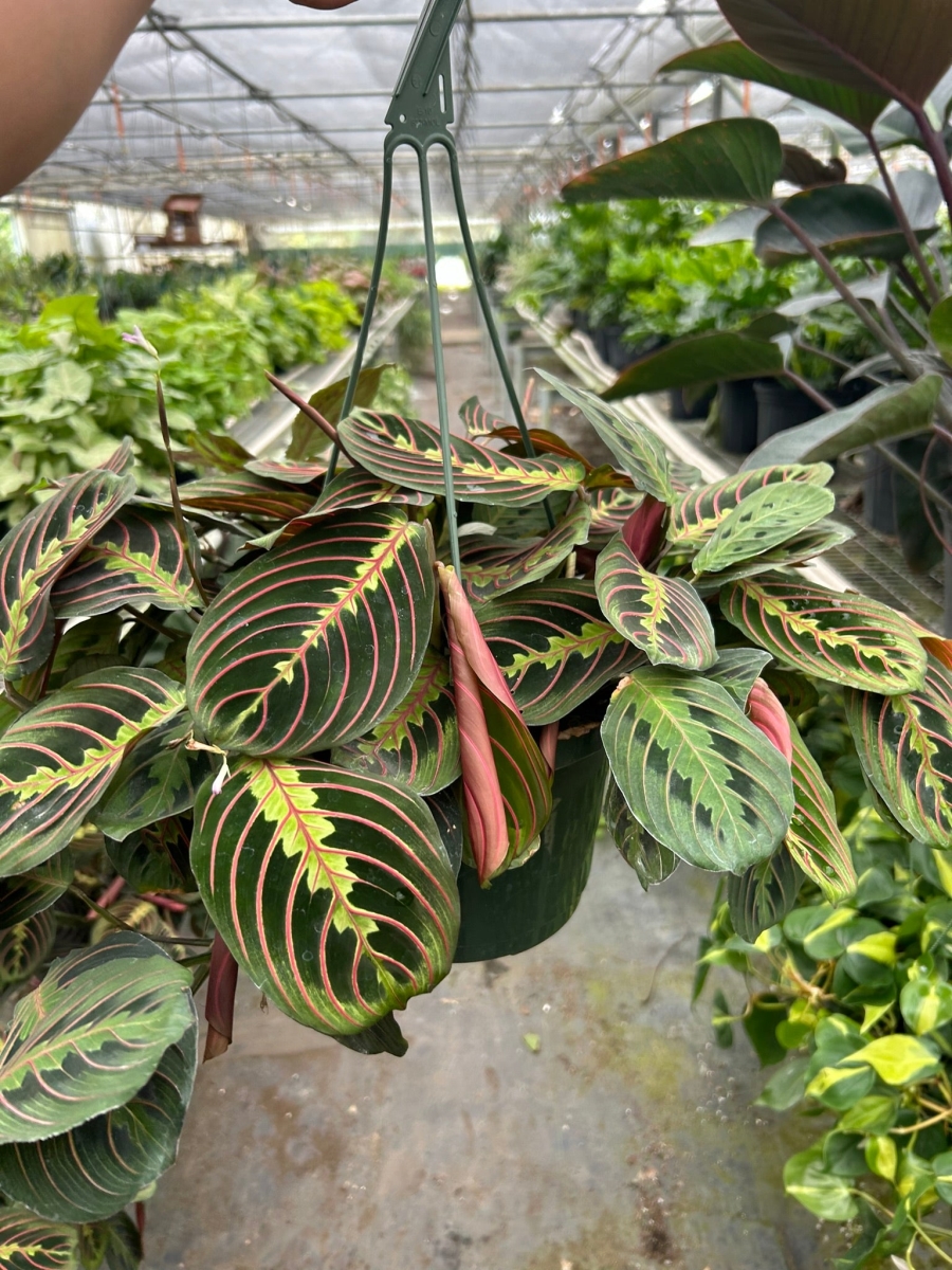 8-MARANTA-RED Maranta Red Prayer Plant