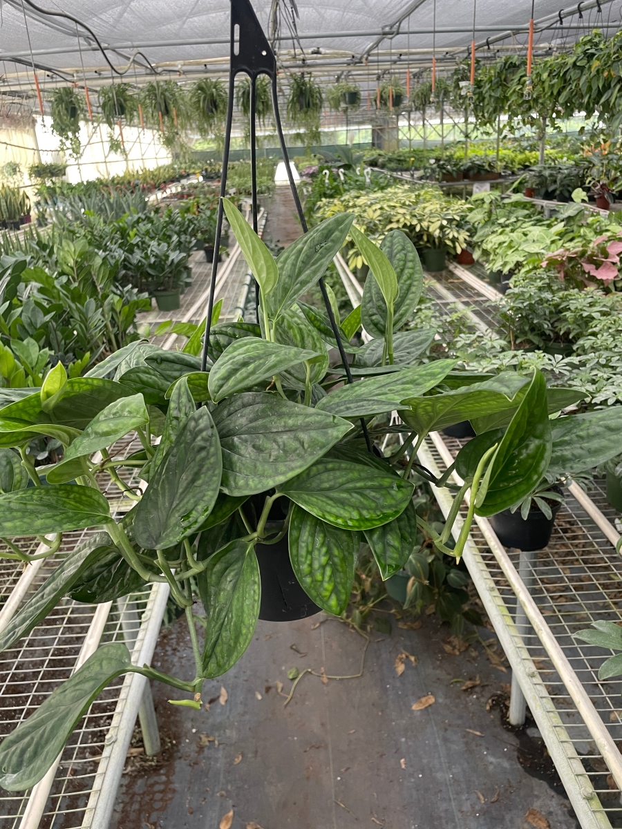 8-MONSTERA-PERU Monstera Peru Plant