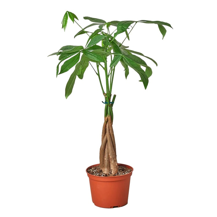 8-PACHIRA-BRAID Money Tree Guiana Chestnut Pachira Braid Plant