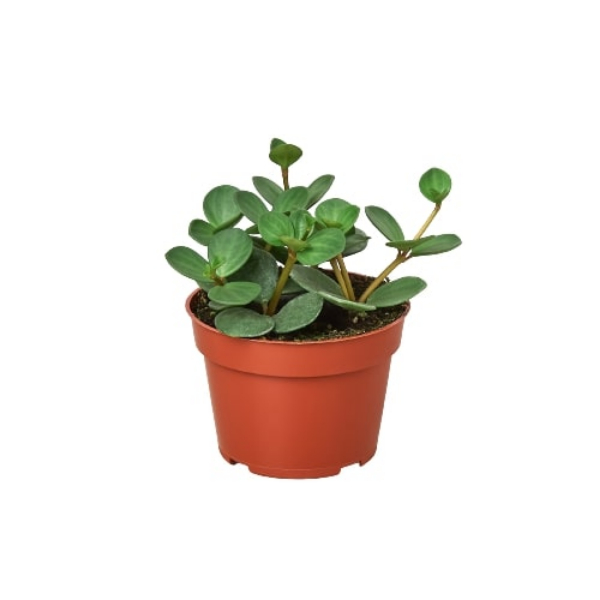 8-PEPEROMIA-HOPE Peperomia Hope Plant