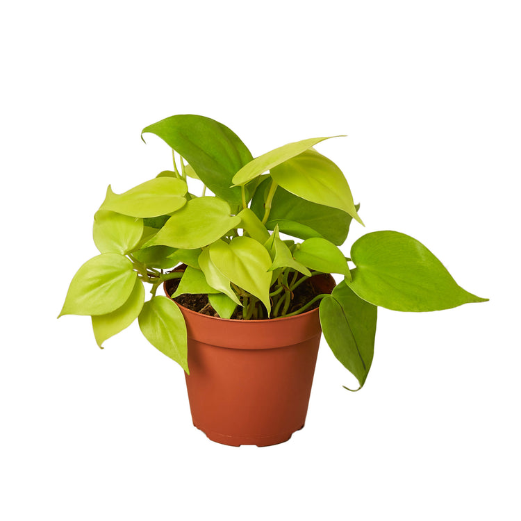 8-PHILODENDRON-NEON Philodendron Neon Plant