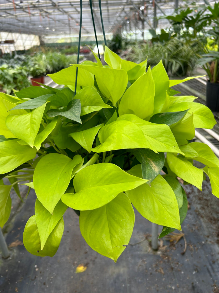 8-POTHOS-NEON-RV 8 in. Pot Revased Pothos Neon Plant