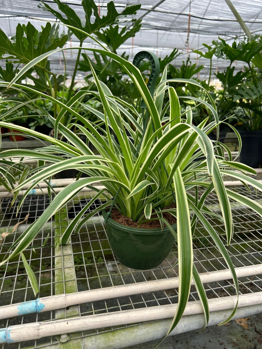 8-SPIDER-REVERSE Spider Reverse Plant