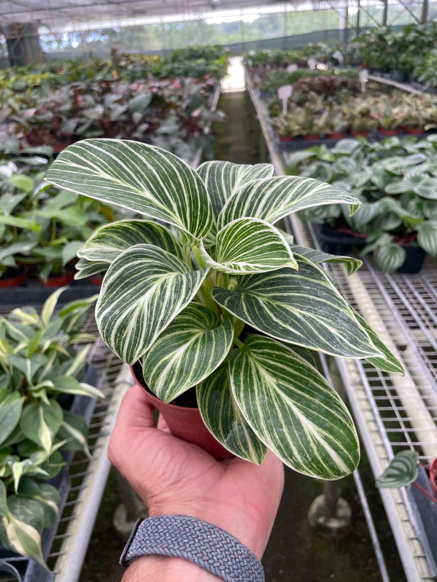 4-PHILODENDRON-WHITE.MEASURE Philodendron White Measure Plant