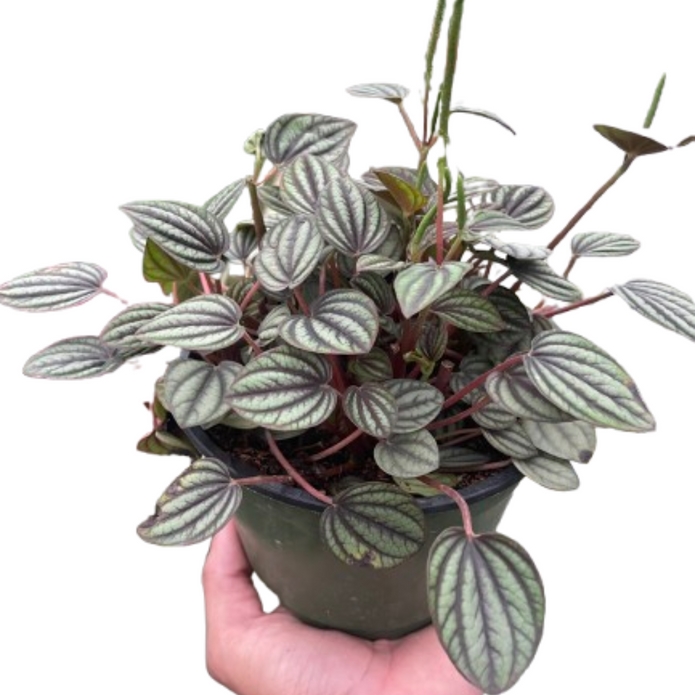 4-PEPEROMIA-PICOLLO.BANDA 4 in. Peperomia Picollo Banda Plant