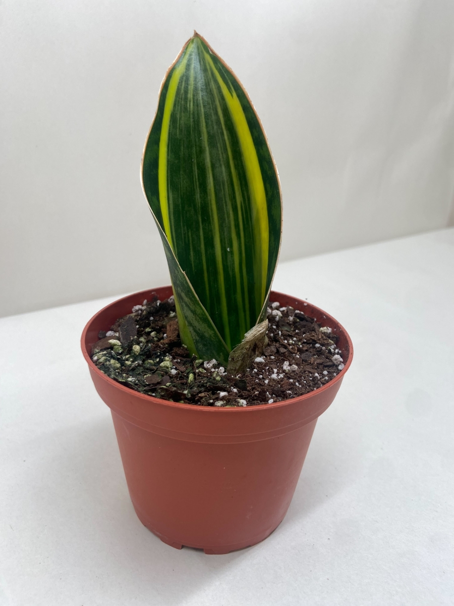 4-SNAKE-SHARK.FIN.VAR 4 in. Variegated Shark Fin Snake Plant