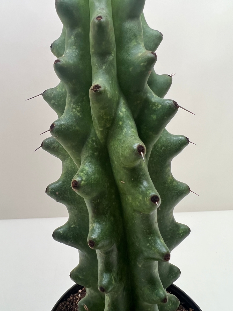 4-SUCC-CACTUS-GHOST.WHITE.BOOBIE 4 in. Succulent Cactus Ghost White Boobie Plant