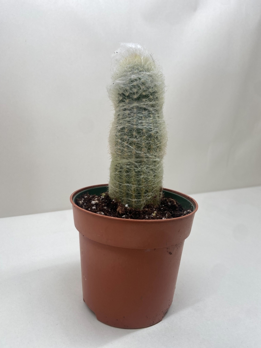 Picture of House Plant Dropship 4-SUCC-CACTUS-OLD.MAN 4 in. Succulent Old Man Cactus Plant