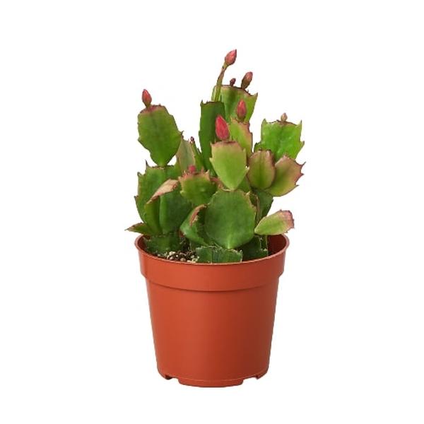 Picture of House Plant Dropship 4-SUCC-ZYGOCACTUS-RED 4 in. Succulent Zygocactus Red Cactus Plant