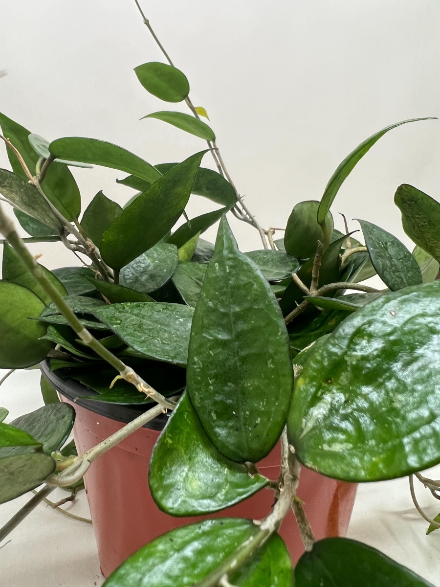 6-HOYA-BLACK.MARGIN 6 in. Hoya Black Margin Plant