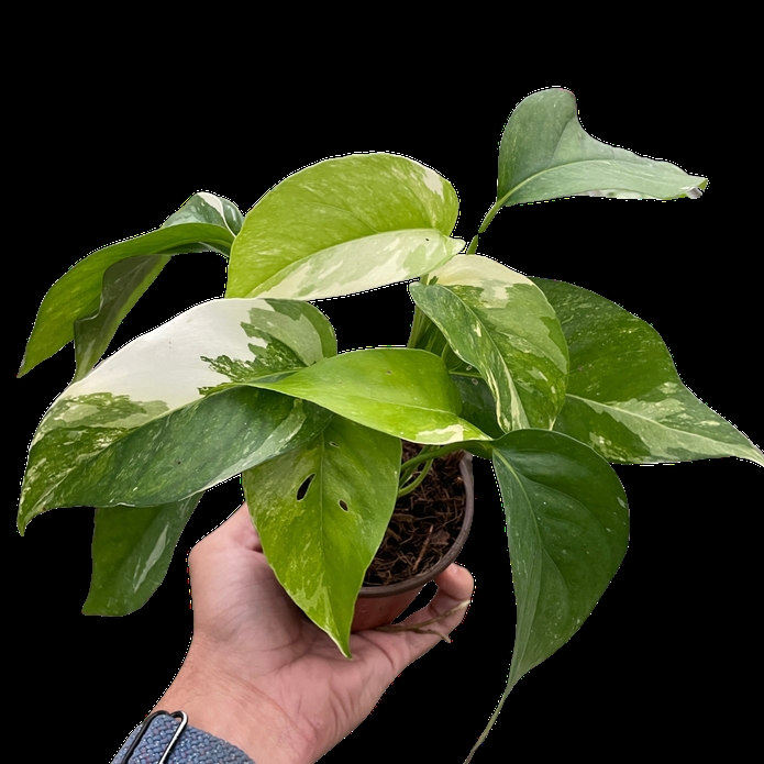 6-POTHOS-ALBO.VARIEGATA 6 in. Pothos Albo Variegata Plant