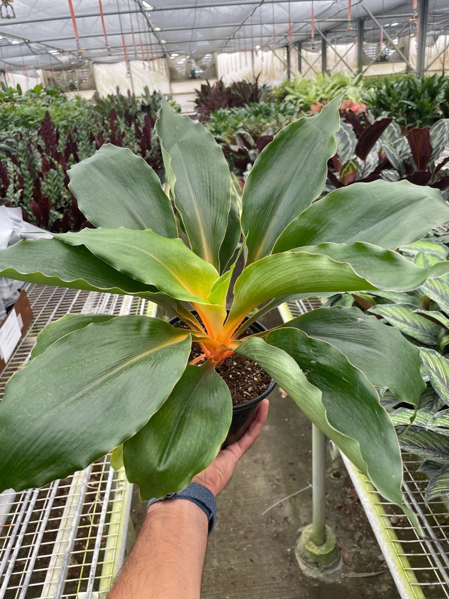 6-SPIDER-FIRE.FLASH 6 in. Spider Fire Flash Plant