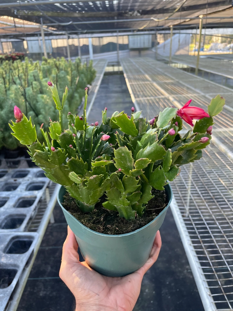 Picture of House Plant Dropship 6-SUCC-ZYGOCACTUS-RED 6 in. Succulent Zygocactus Red Cactus Plant