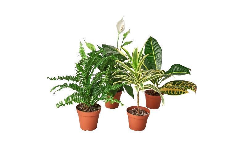 BUNDLE-AIR.PURIFYING-4IN-OPEN 4 in. Open Bundle Air Purifying Plant