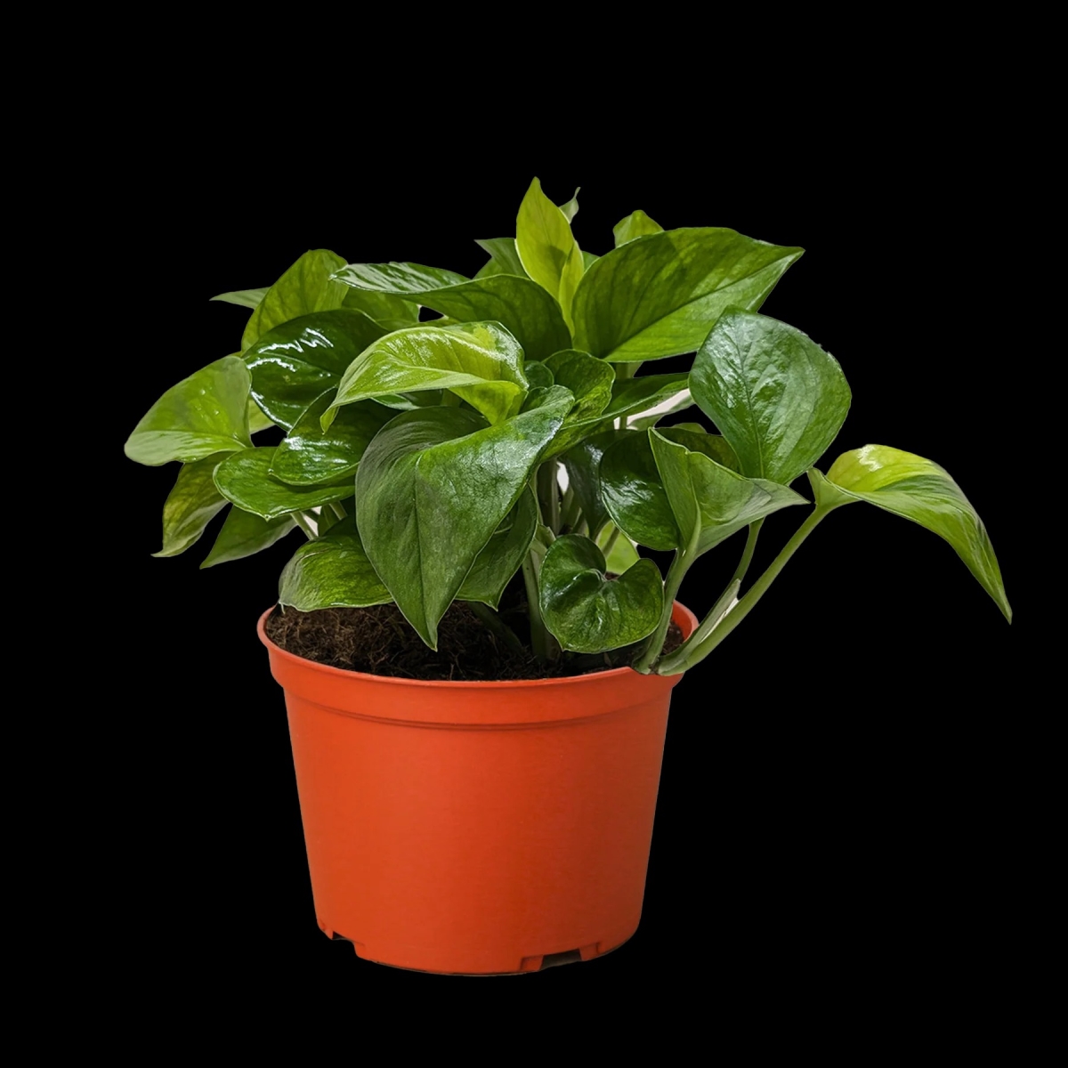 Picture of House Plant Dropship 6-POTHOS-LEMON.TOP Pothos Lemon Top