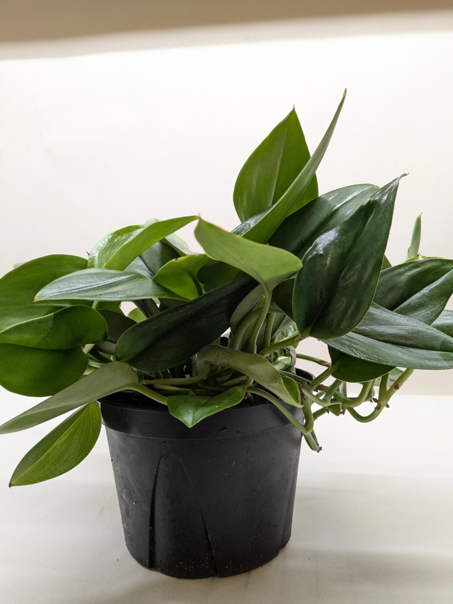 Picture of House Plant Dropship 6-SCINDAPSUS-PLATINUM.JAVA Scindapsus Platinum Java