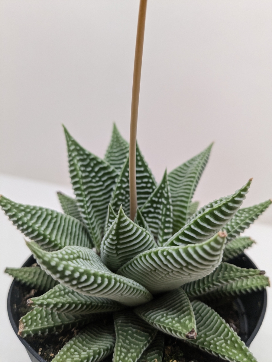 Picture of House Plant Dropship 3-SUCC-HAWORTHIA-MIAMI Haworthia Miami Succulent Plant