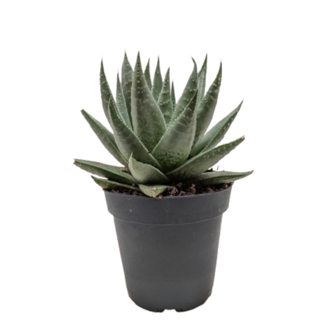 Picture of House Plant Dropship 3-SUCC-HAWORTHIA-SAVANNA Haworthia Savanna Succulent Plant