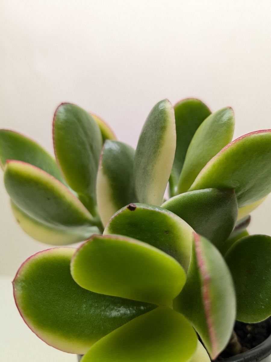 Picture of House Plant Dropship 4-SUCC-CRASSULA-JADE.VAR Crassula Jade Variegated Succulent Plant